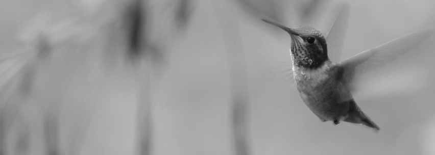 Baum und Gartenservice Kolibri